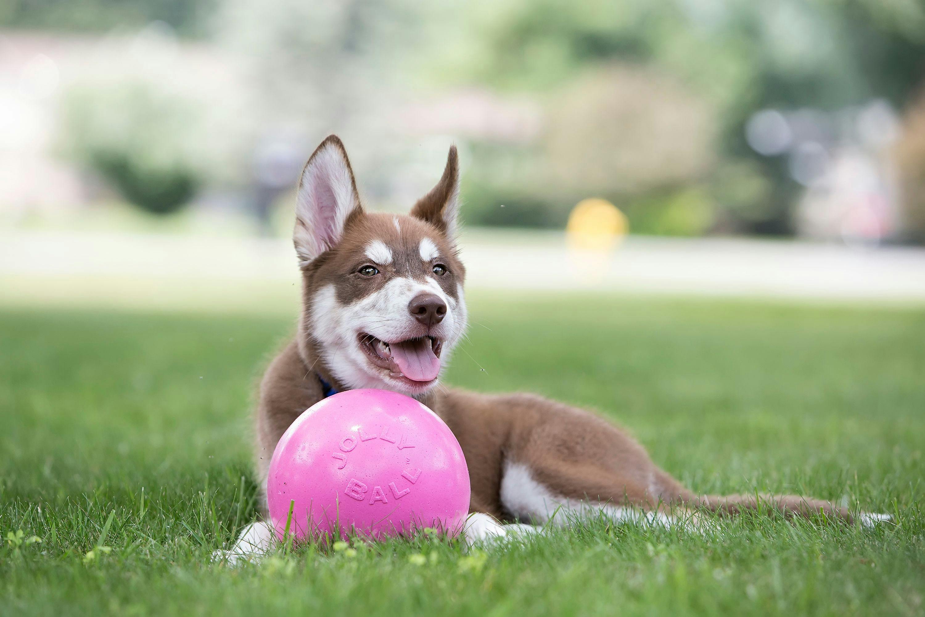 Dog outside in the grass, with pink Jolly Ball